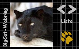 catsigns