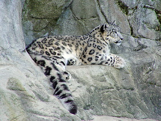 Schneeleopard auf Felsen