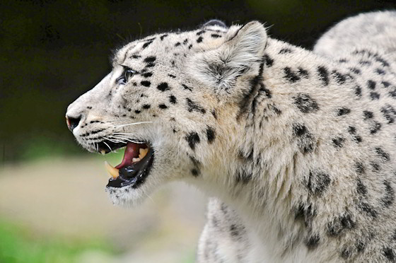 Schneeleopard