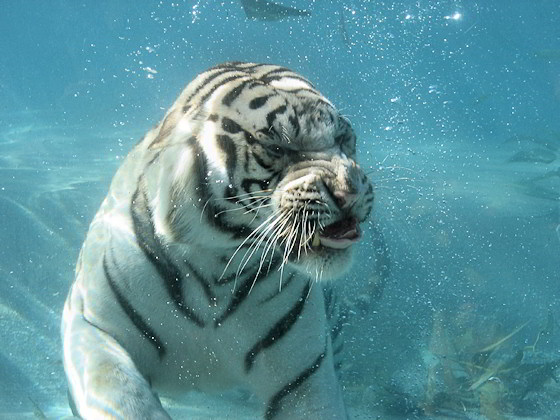 Wei�er Tiger taucht nach Fleischbrocken