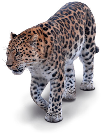 Leopard