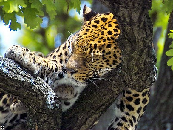 [Bild: leopard_baum.jpg]