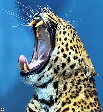 leopard_gaehnen.jpg