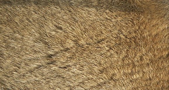 L�wenfell einer L�win im Dresdener Zoo