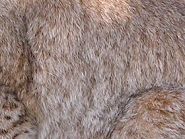Fellzeichnung Luchs