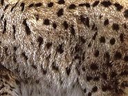 Fellzeichnung Luchs