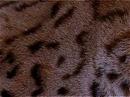 Fellzeichnung Luchs