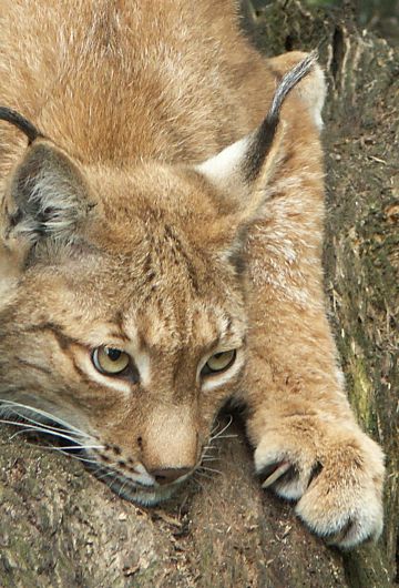 Eurasicher Luchs im Tierpark Dessau