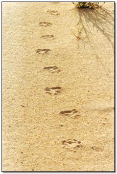 Spuren einer kleinen Wildkatze