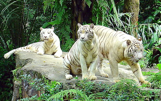 Drei weiße Tiger