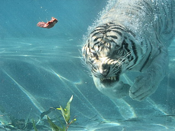 Weißer Tiger taucht nach Fleischbrocken