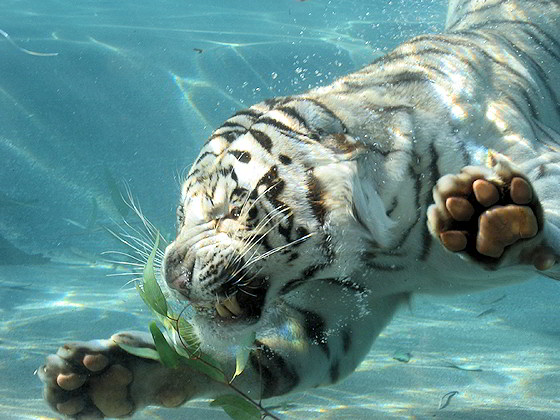 Weißer Tiger taucht nach Fleischbrocken