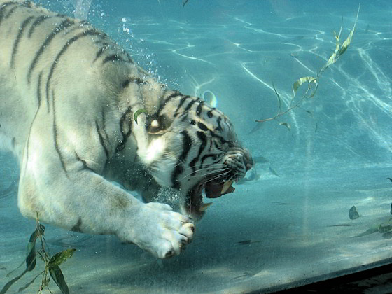 Weißer Tiger taucht nach Fleischbrocken
