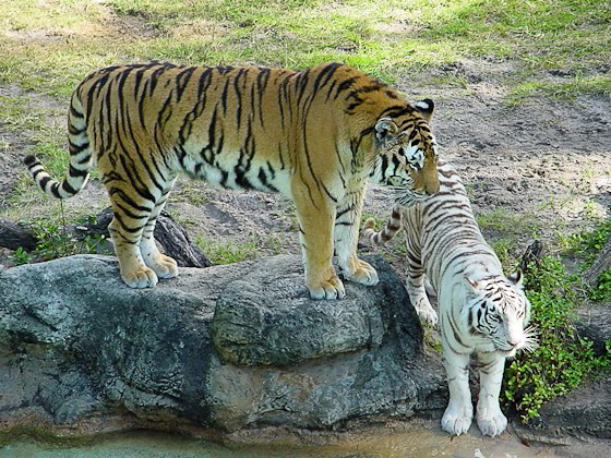 Ein weißer und ein normal gefärbter Tiger