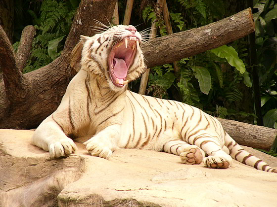 gähnender Weißer Tiger auf Felsen