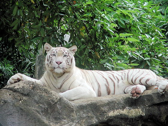 Ein Weißer Tiger liegt auf einem Felsen